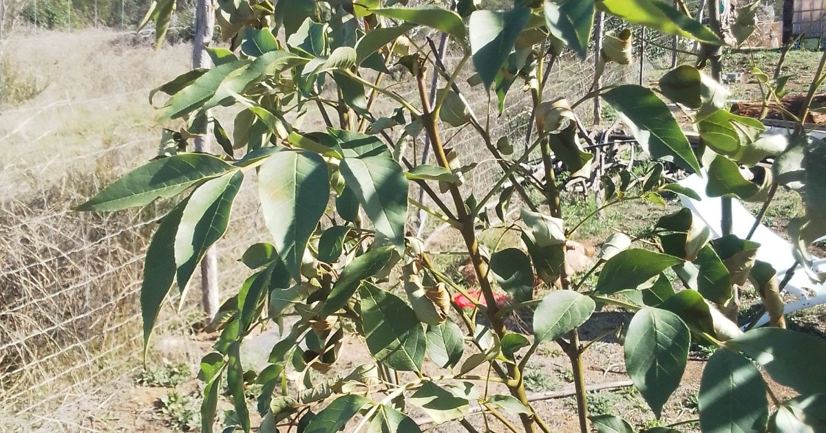 close up of ash tree