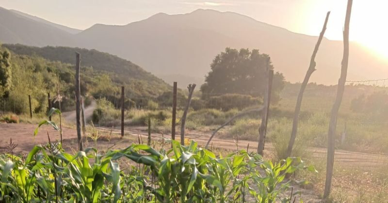 our baja homestead milpa corn field with road and mountain in background