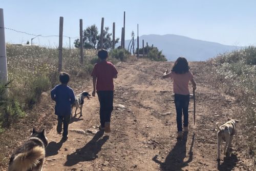 from behind, three kids and three dogs walking on dirt road.