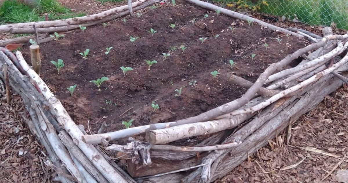 Seedings in diy garden bed.