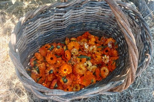 basket of calendula flowers