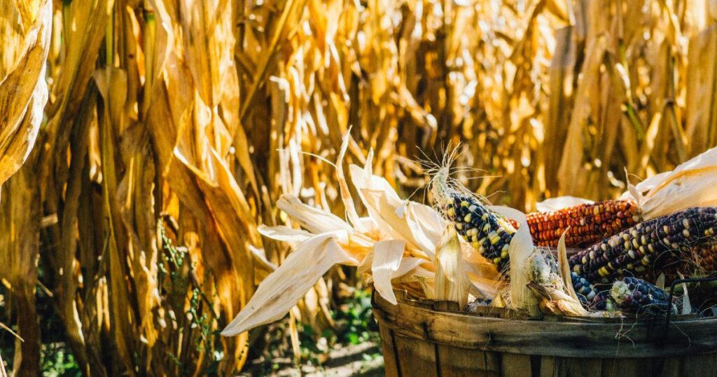 basket of colorful corn in corn field.