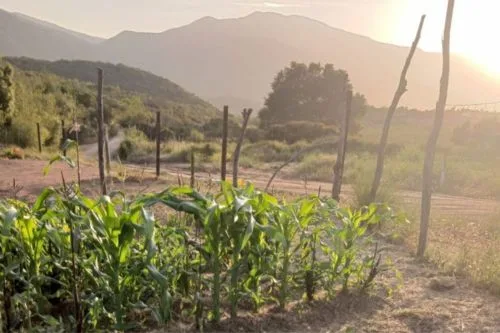 milpa (corn field) with sunset and mountains behind.