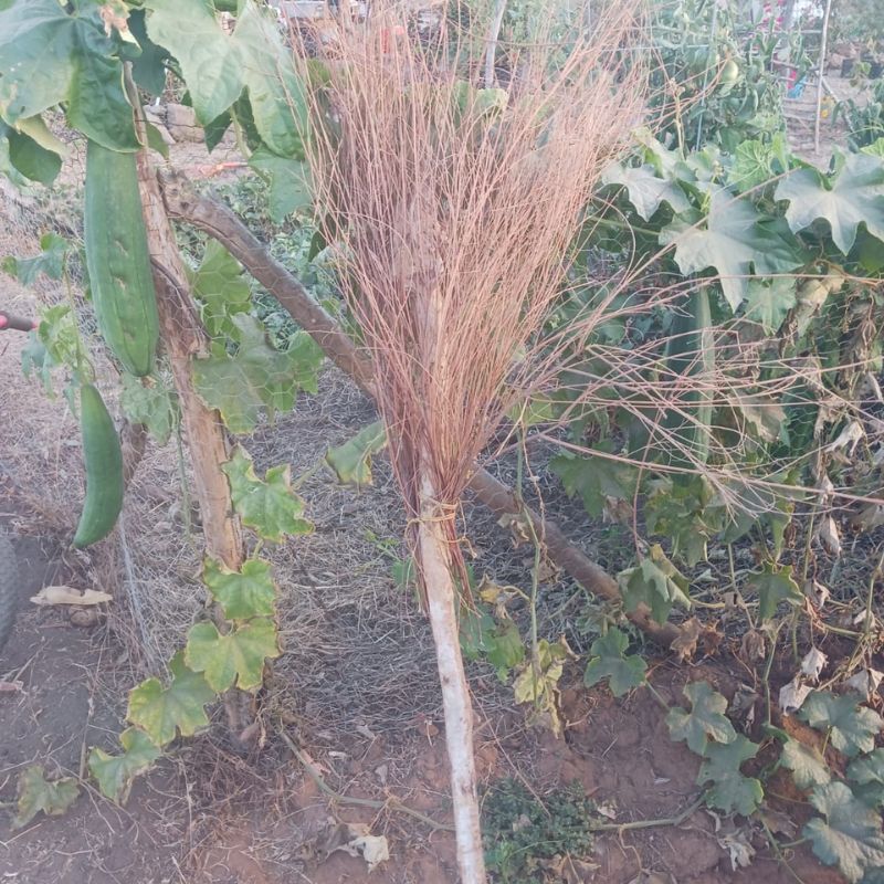 straw broom leaning on fence in garden.