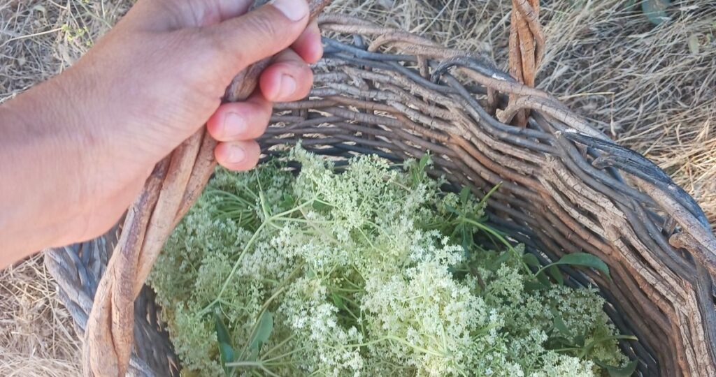 Close up of hand holding basket of Blue Elderberry.