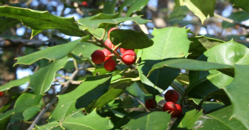 Close up shot of Hollyleaf Cherry. Green leaves with red berries.