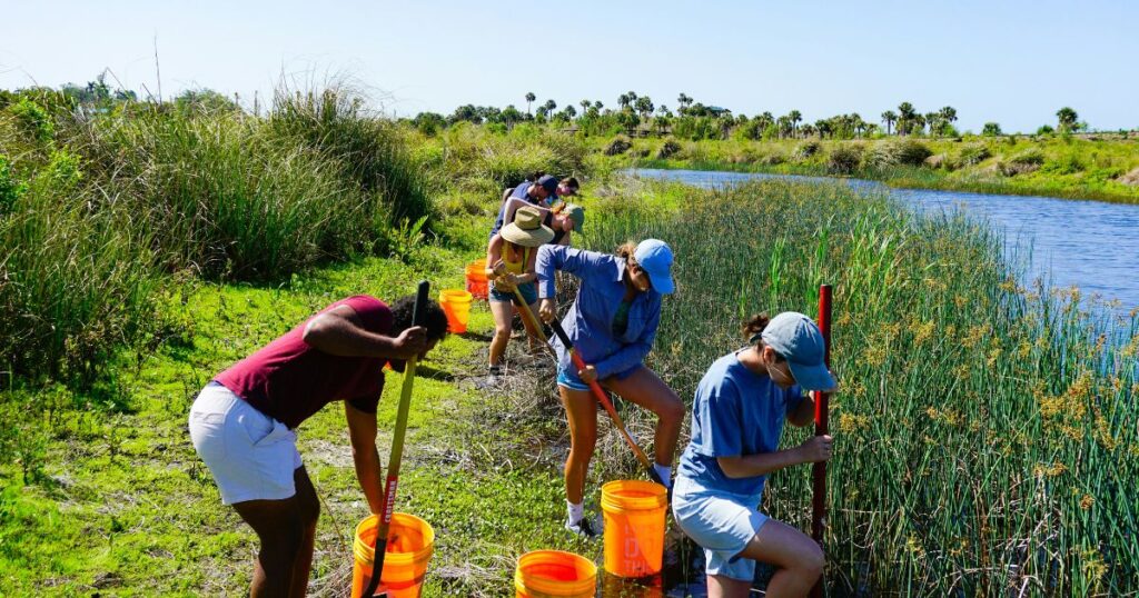 Volunteers digging in wetlands wearing caps and shorts with orange buckets.