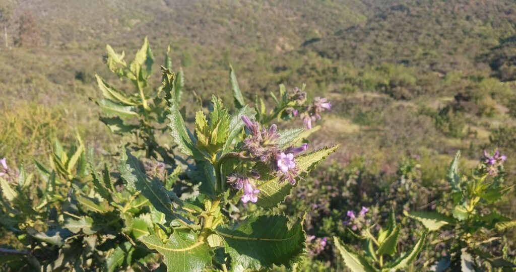 Close up of Yerba Santa (Sa'maall) with mountains in background.