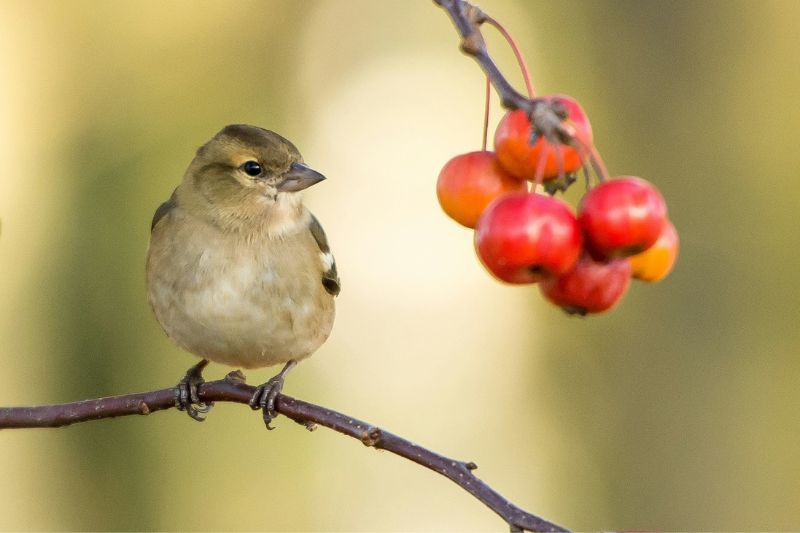 bird on twig of tree looking at a cluster of berries.