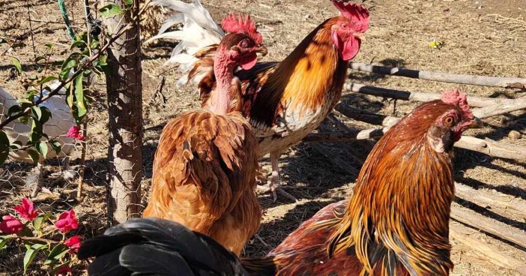 three chickens on the ranch.