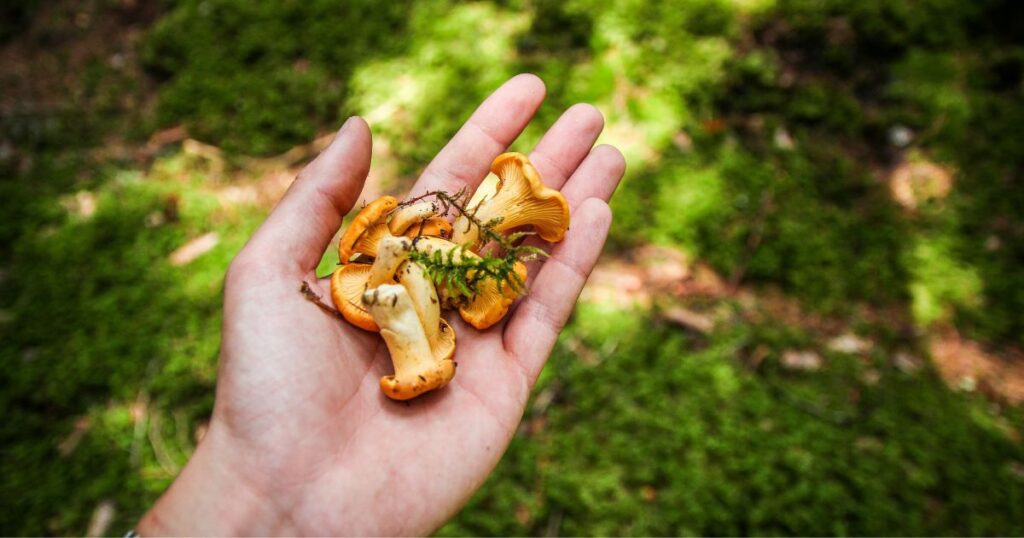 hand outside holding foraged mushrooms