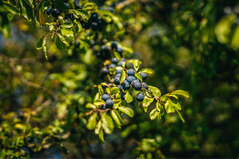 berries on tree.