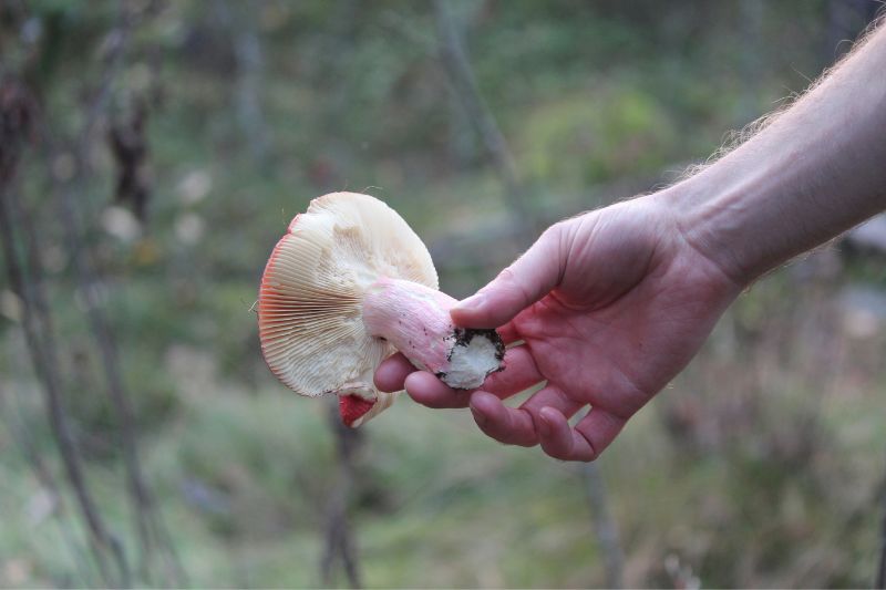 hand holding mushroom ourside.