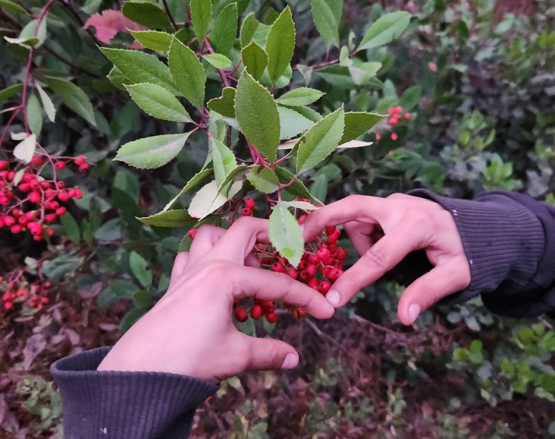 toyan berries on bush with young person hands making a heart shape.