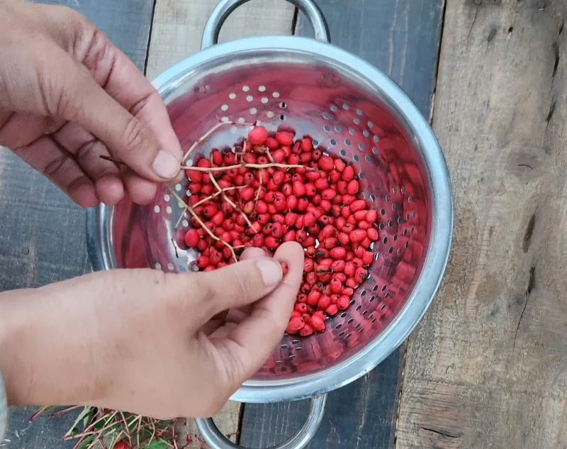overhead view of sorting toyon berries in metal colender.
