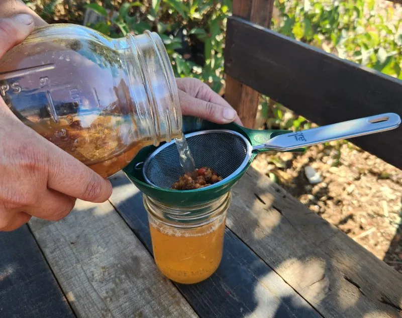 Pouring fermented Christmas berries through strainer into small mason jar.