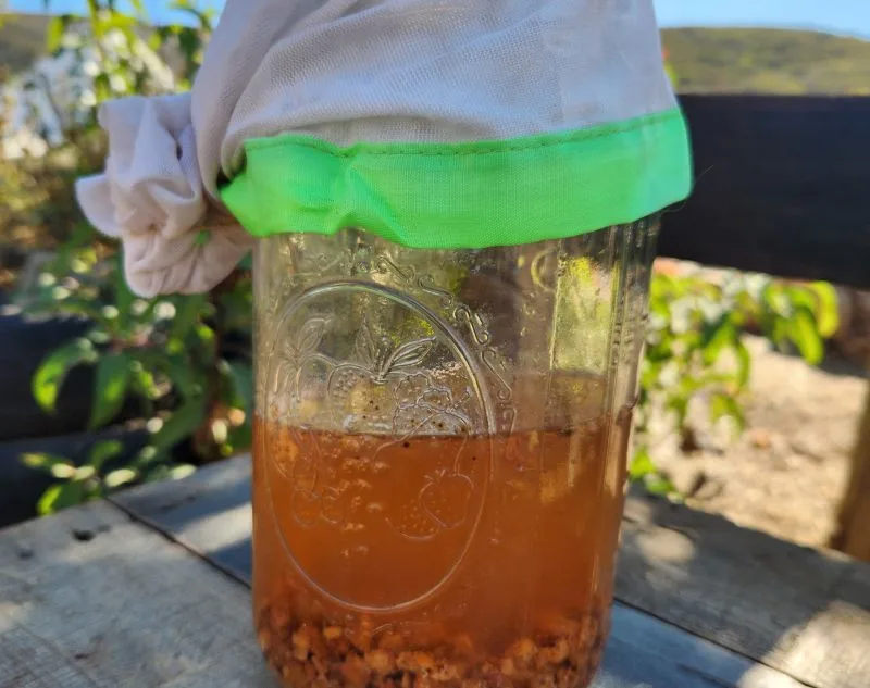 Christmas Berries fermenting in mason jar with cheesecloth on top.