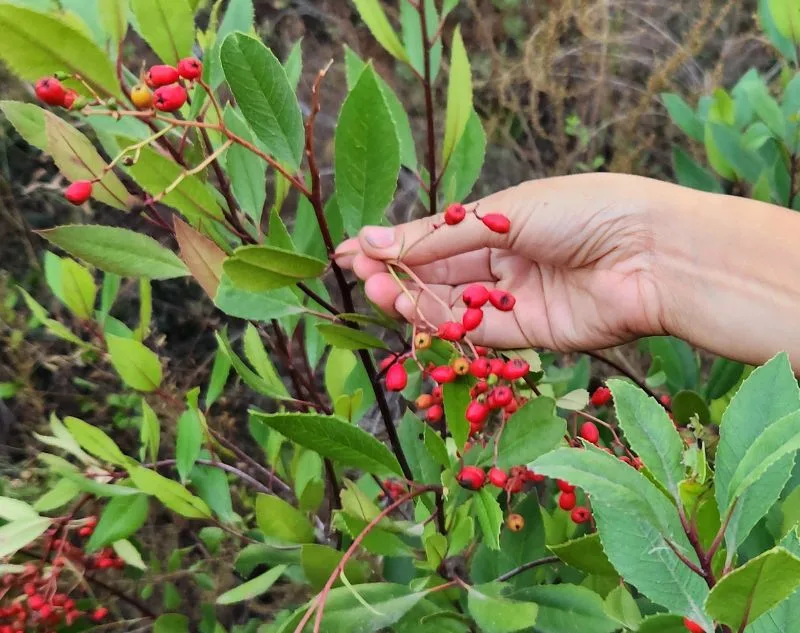 Hand picking Christmas berries from bush.