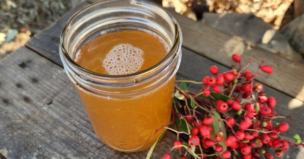 Fermented Christmas Berry Spritzer in mason jar on top of wood table next to fresh toyon berries.