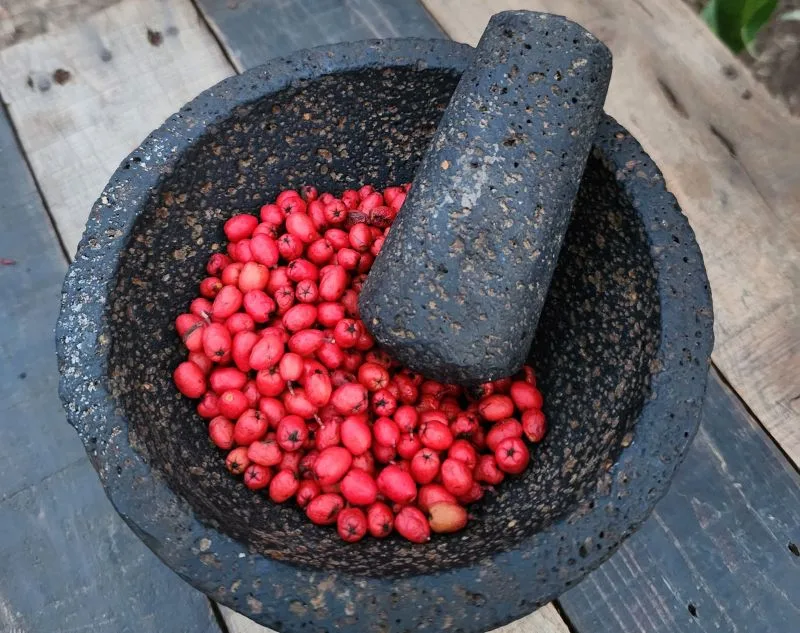 over head view of Christmas berries in molcajete (mortar and pestle).