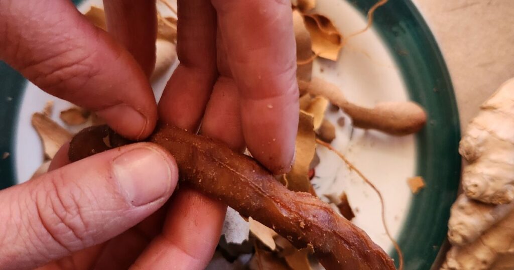 Close-up of hands holding raw tamarind with the peelings of pad on plate in the background.