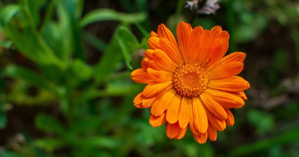 Close-up of Calendula flower.