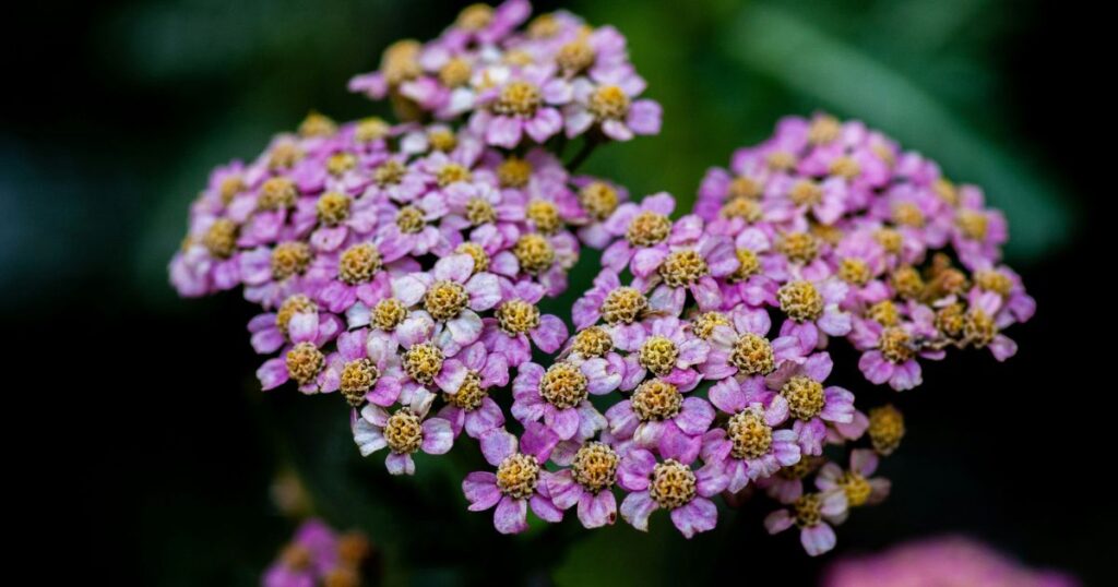 Close-up of Yarrow plant.