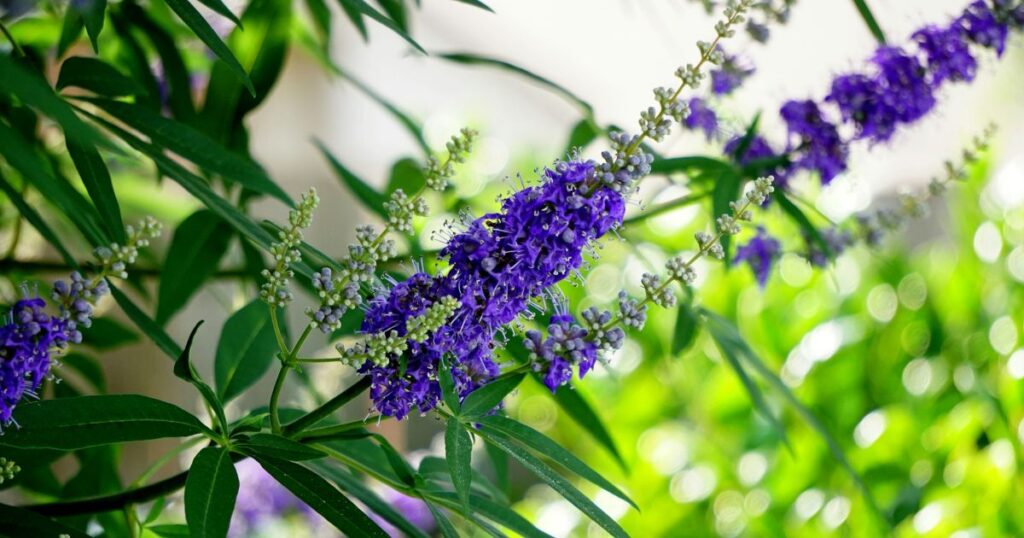 Close-up of Vitex plant.