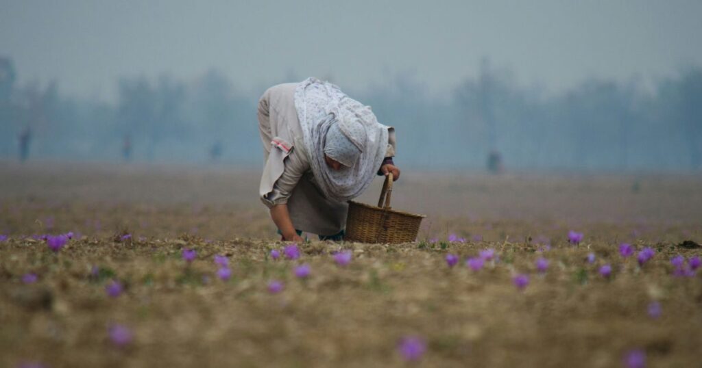 Woman bending over picking flowers in a field.