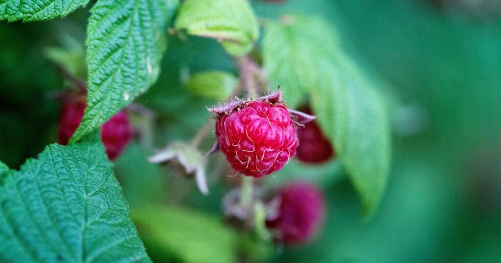 Close up of raspberry on bush.